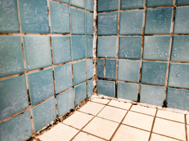 Mold Remediation for Rental Properties in Thousand Palms, CA