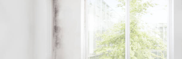 Best Comprehensive Air Testing for Mold Contaminants  in Thousand Palms, CA