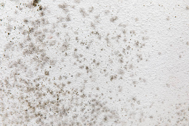 Best Commercial Mold Inspection  in Thousand Palms, CA