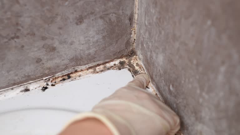 Professional Mold Removal in Thousand Palms, CA